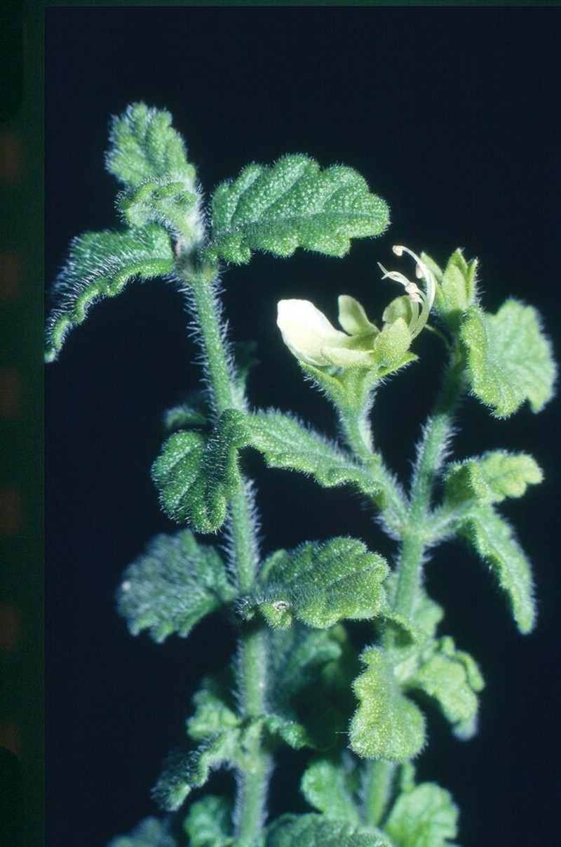 Teucrium modestum photo 2