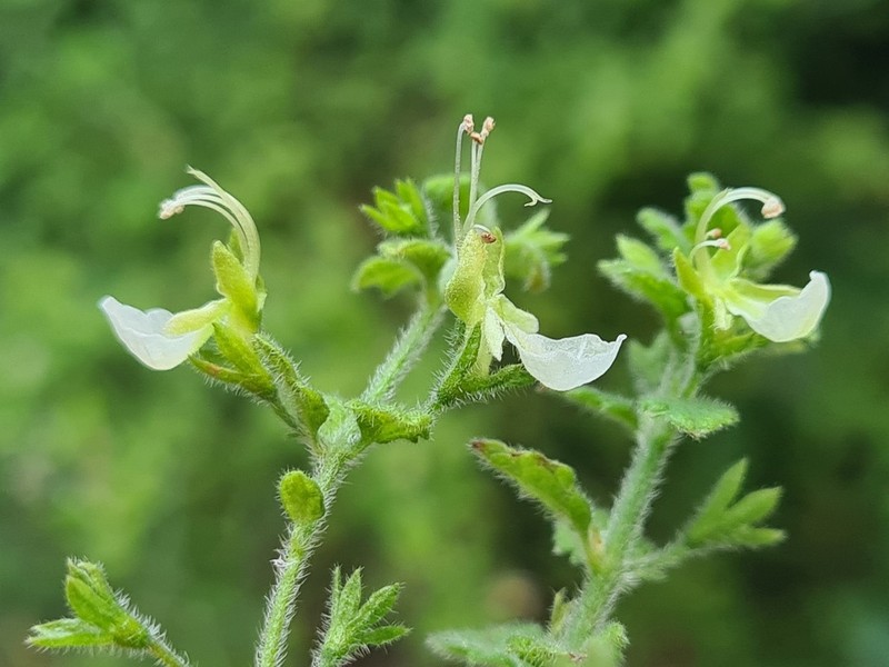 Teucrium modestum photo 3