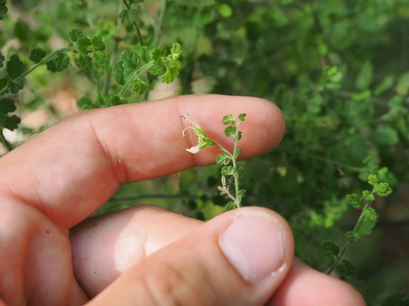 Teucrium modestum photo 4