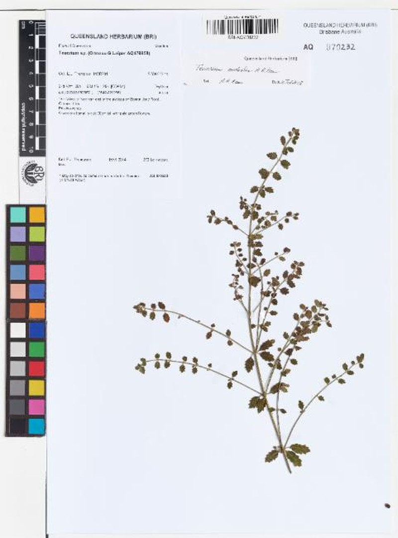 Teucrium modestum photo 6