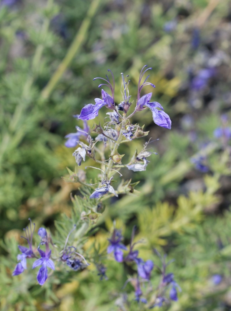 Oriental Germander photo 4