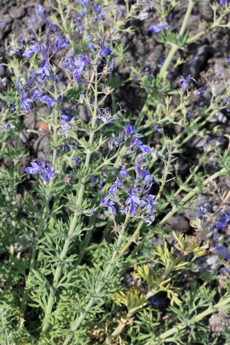 Oriental Germander photo 5