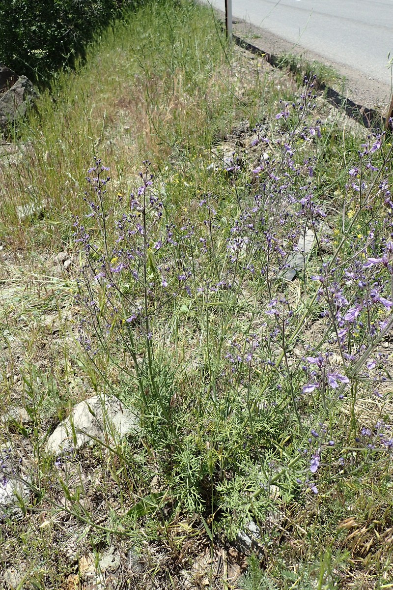 Oriental Germander photo 6