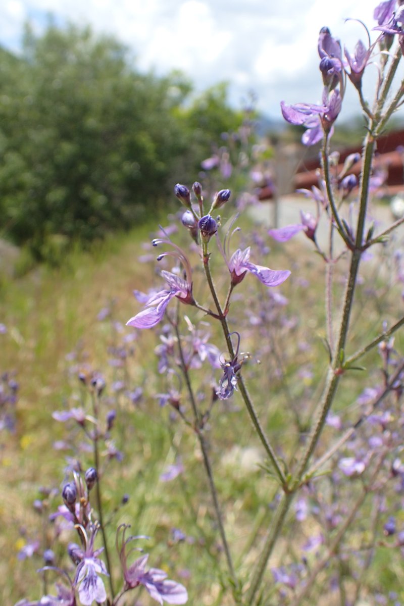 Oriental Germander photo 7