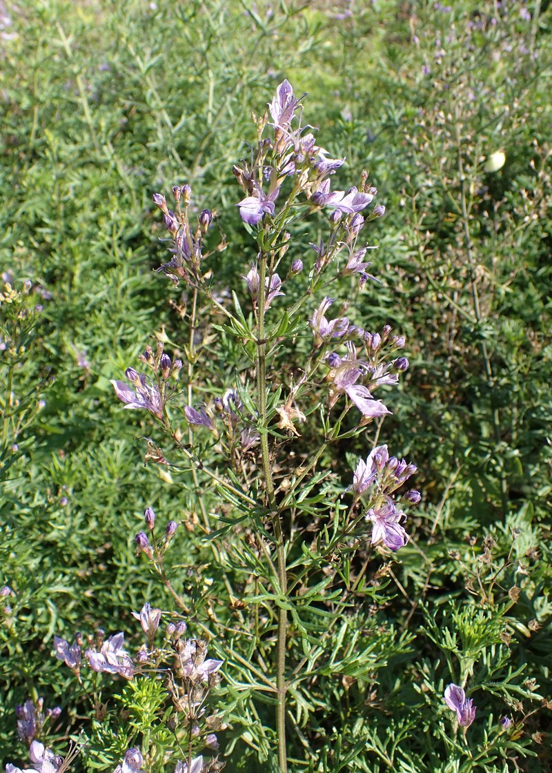 Oriental Germander photo 8