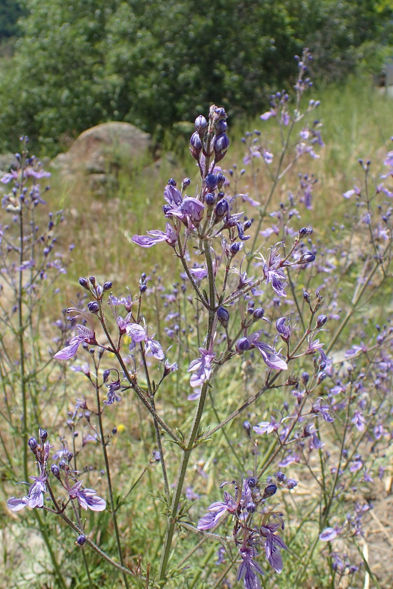 Oriental Germander