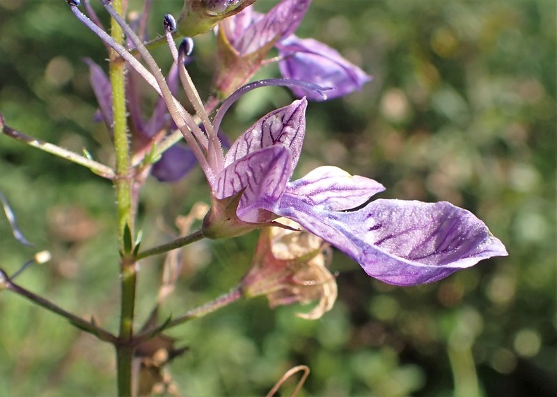 Oriental Germander photo 2