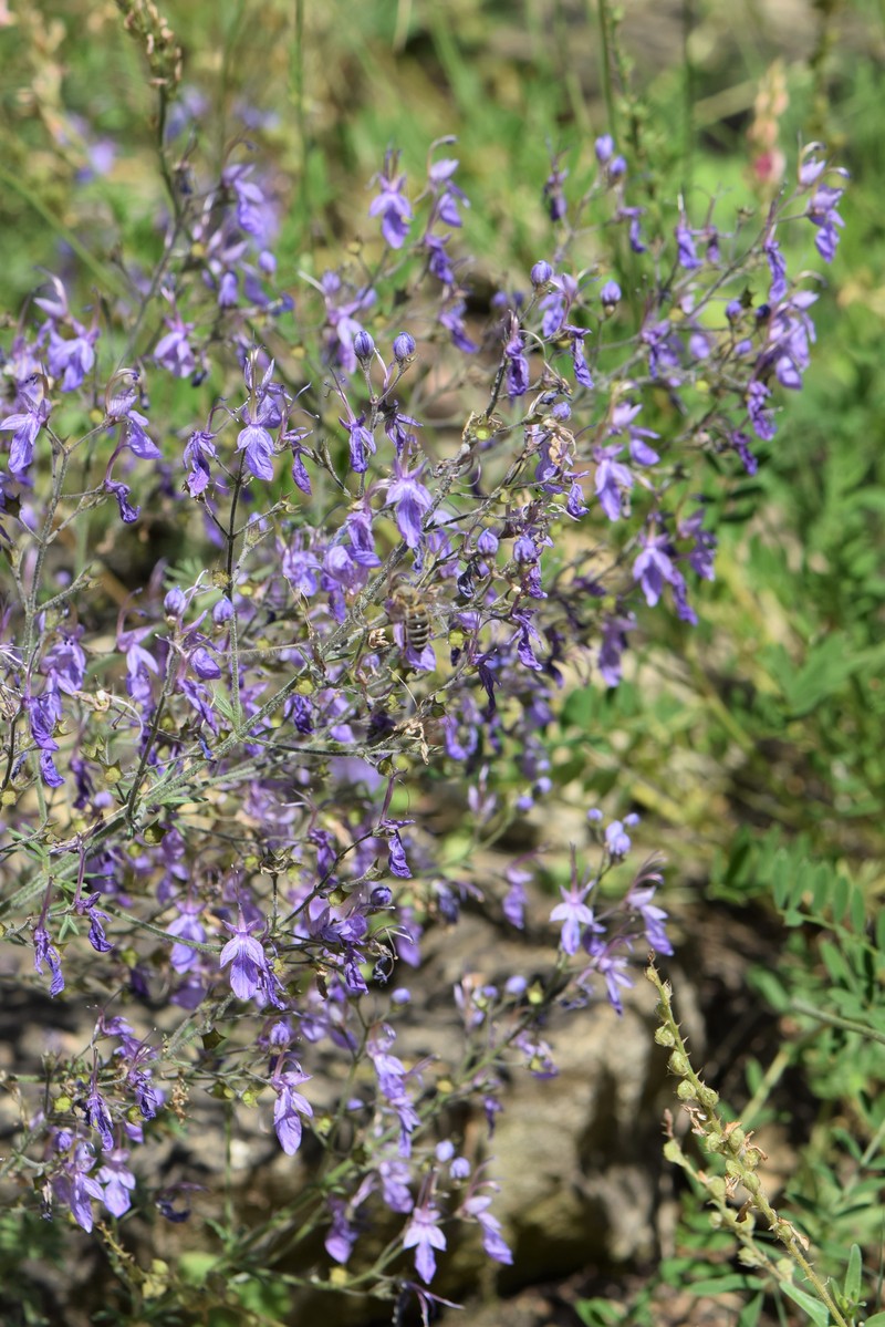 Oriental Germander photo 3