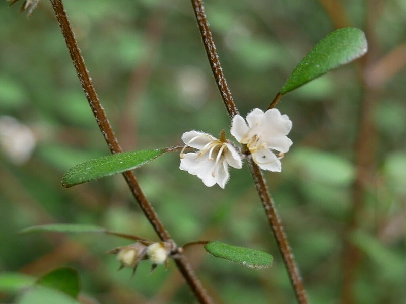 Teucrium parvifolium photo 2