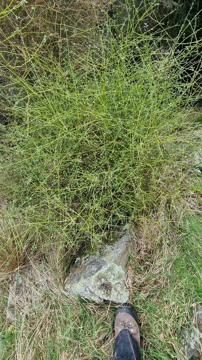Teucrium parvifolium photo 4