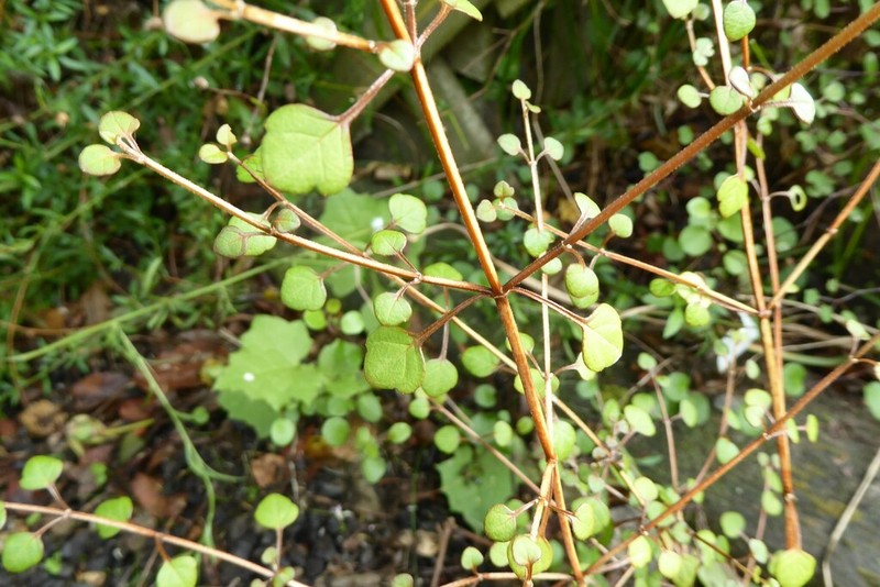 Teucrium parvifolium photo 6