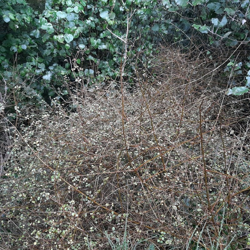 Teucrium parvifolium photo 8