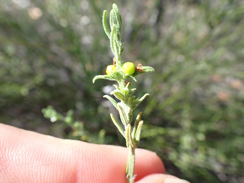 Teucrium puberulum photo 2