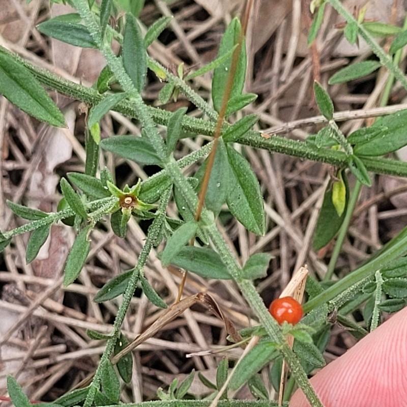 Teucrium puberulum photo 3