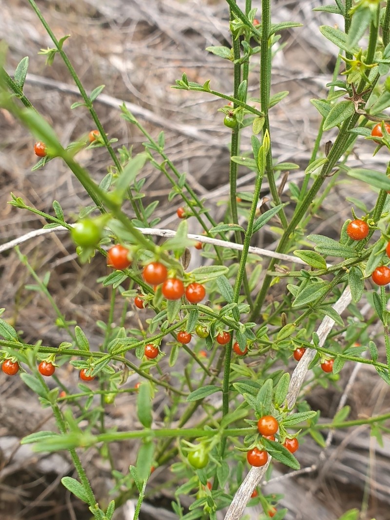 Teucrium puberulum photo 4