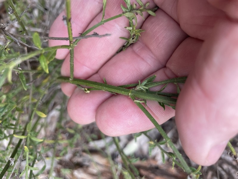 Teucrium puberulum photo 5