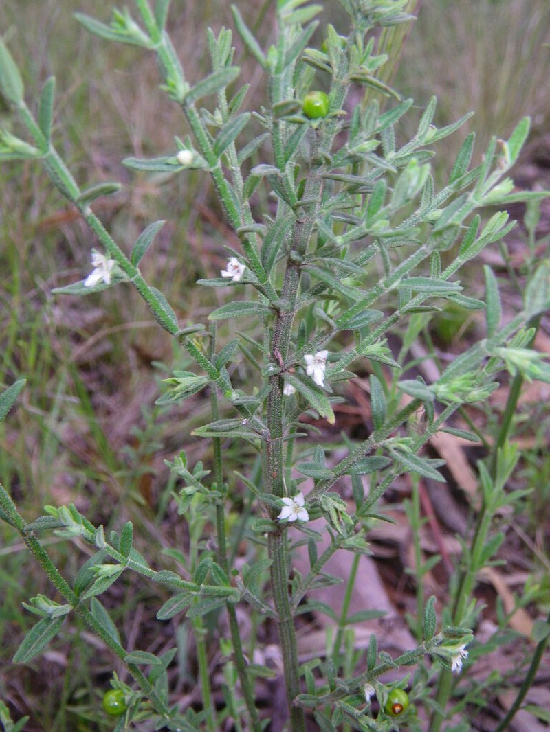 Teucrium puberulum photo 6