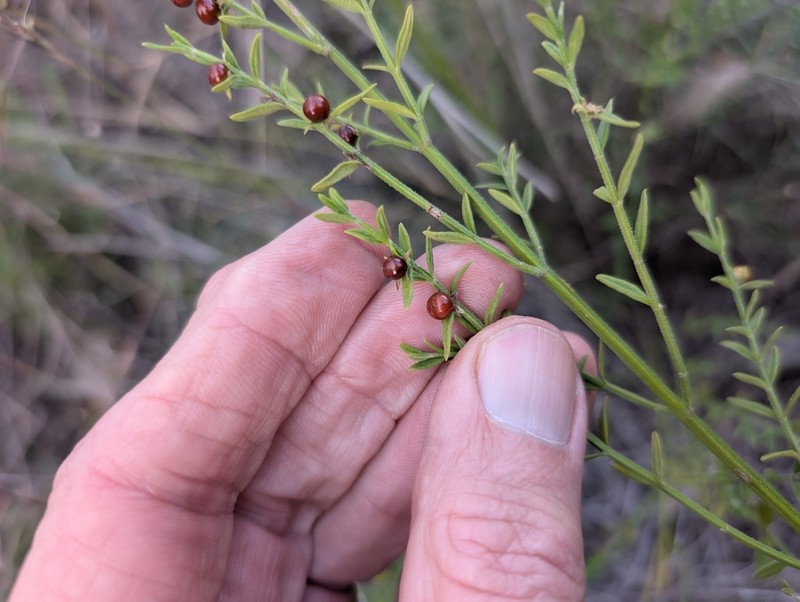 Teucrium puberulum photo 7