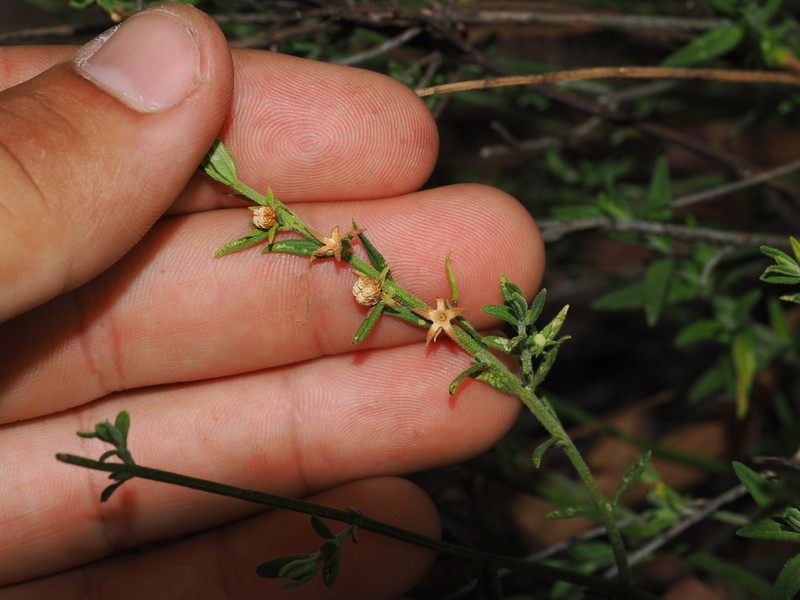 Teucrium puberulum photo 8