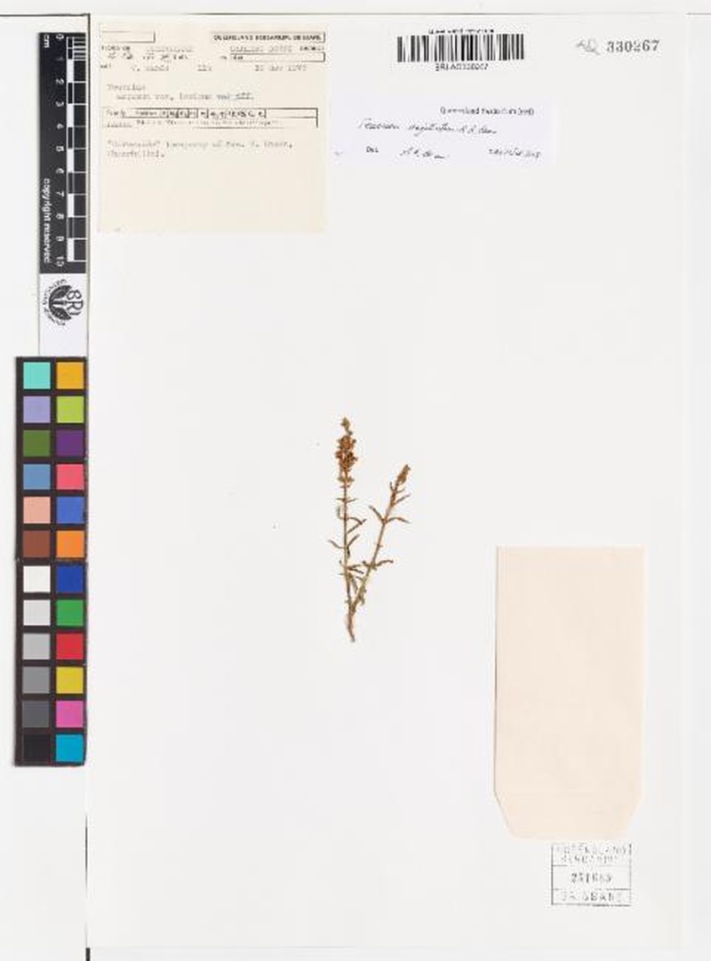 Teucrium sagittatum