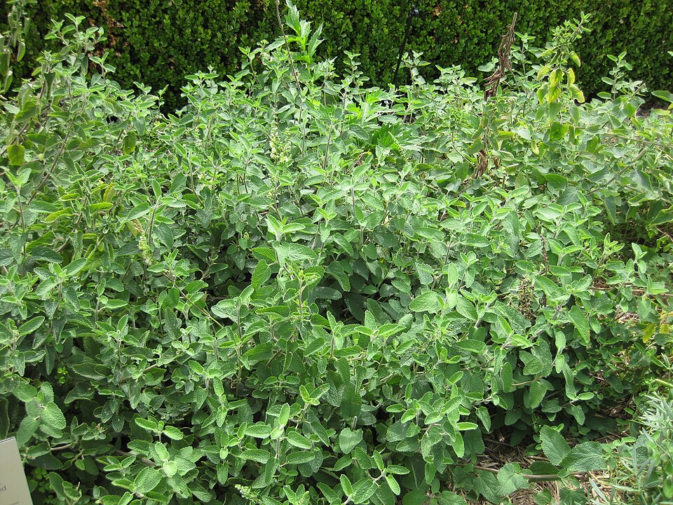 Woodland Germander photo 4