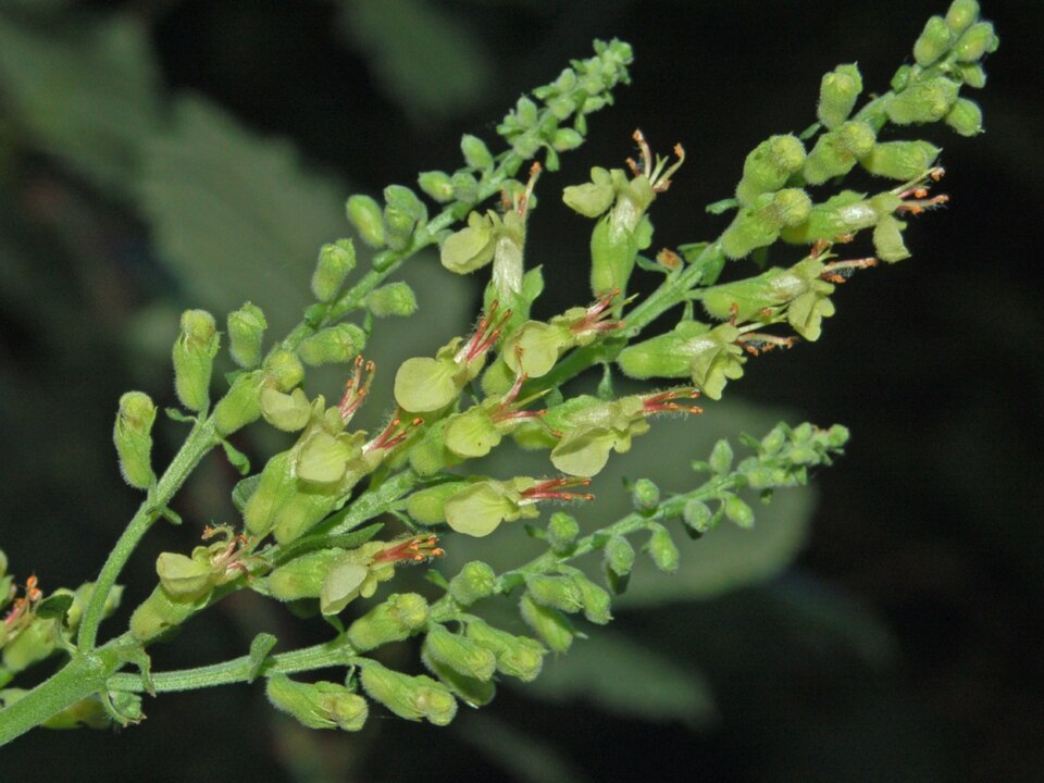 Woodland Germander photo 5