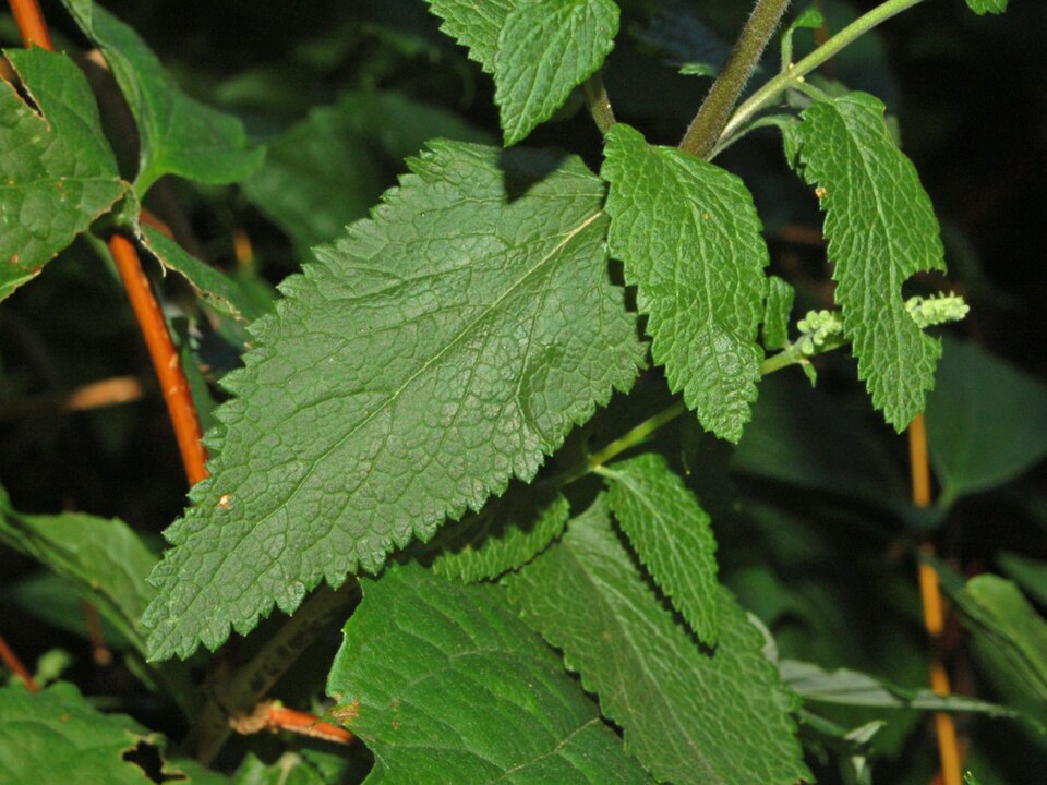 Woodland Germander photo 6