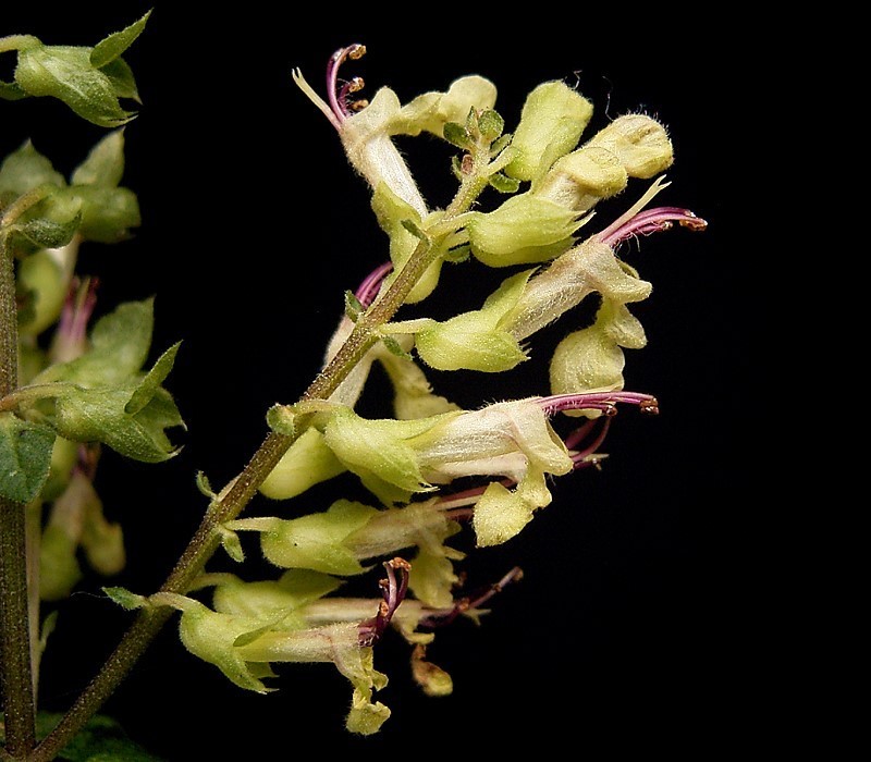 Woodland Germander photo 7