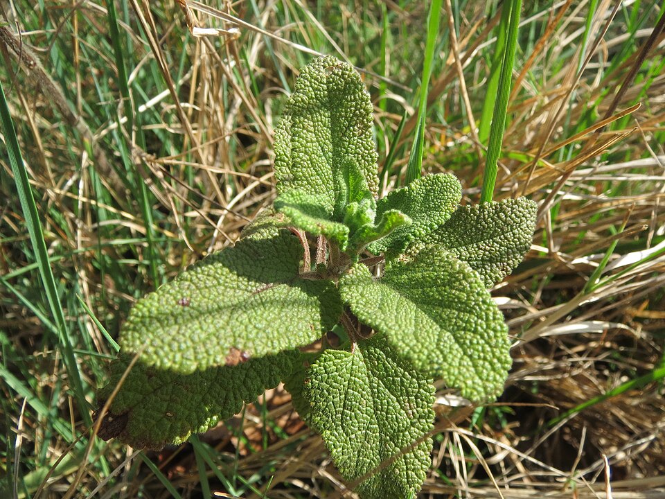 Woodland Germander photo 8