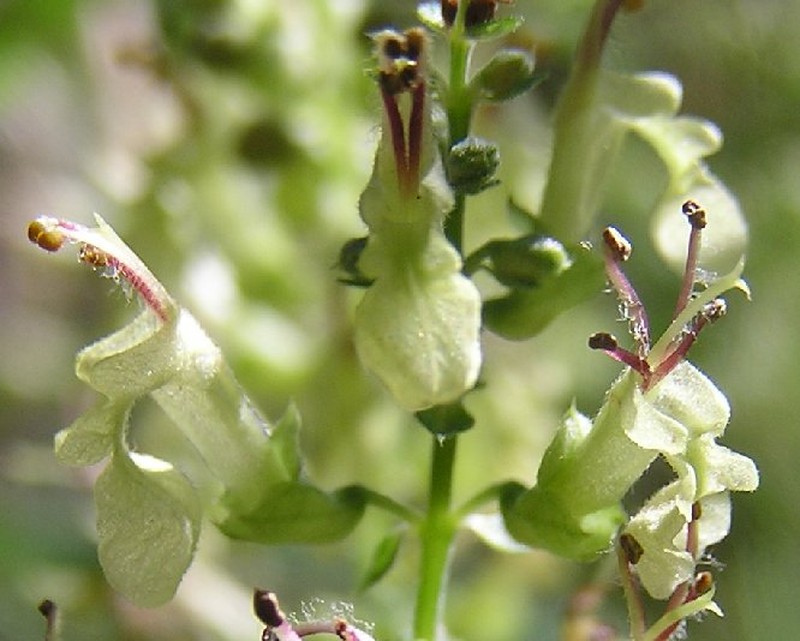 Woodland Germander photo 2