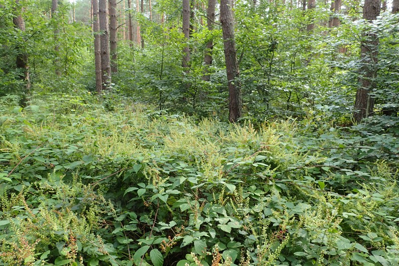 Woodland Germander photo 3