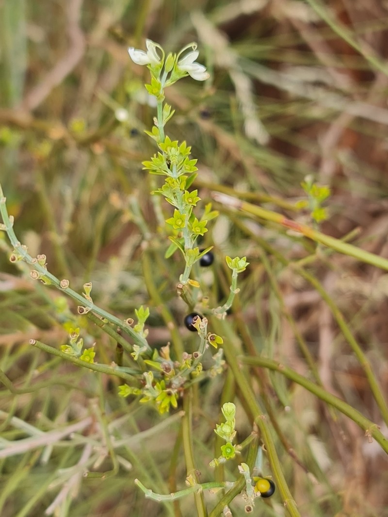 Teucrium teucriiflorum photo 2