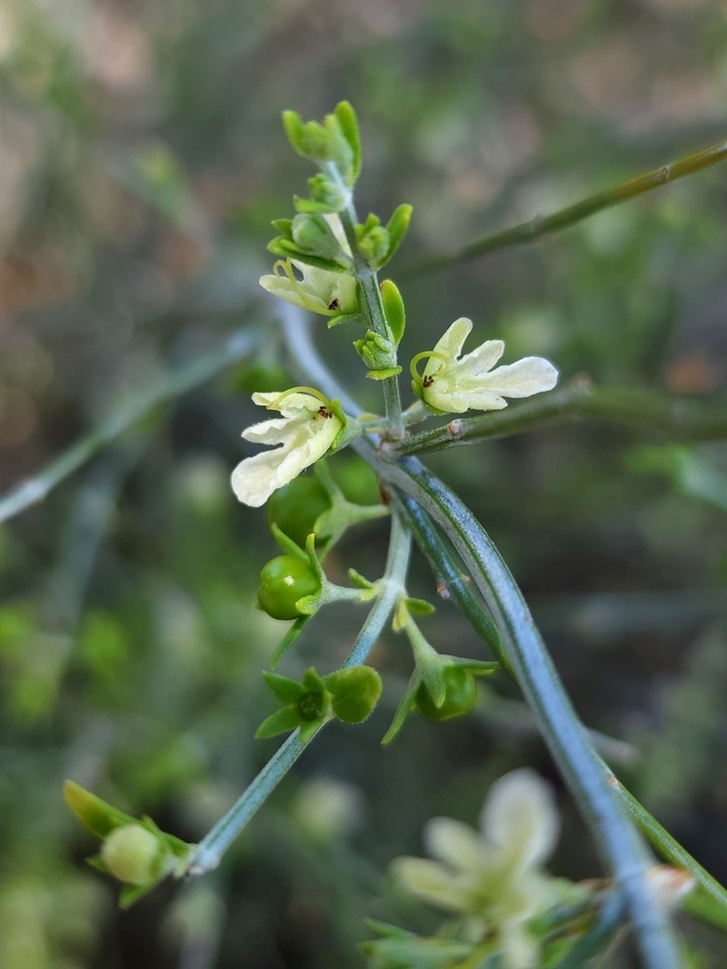 Teucrium teucriiflorum photo 3