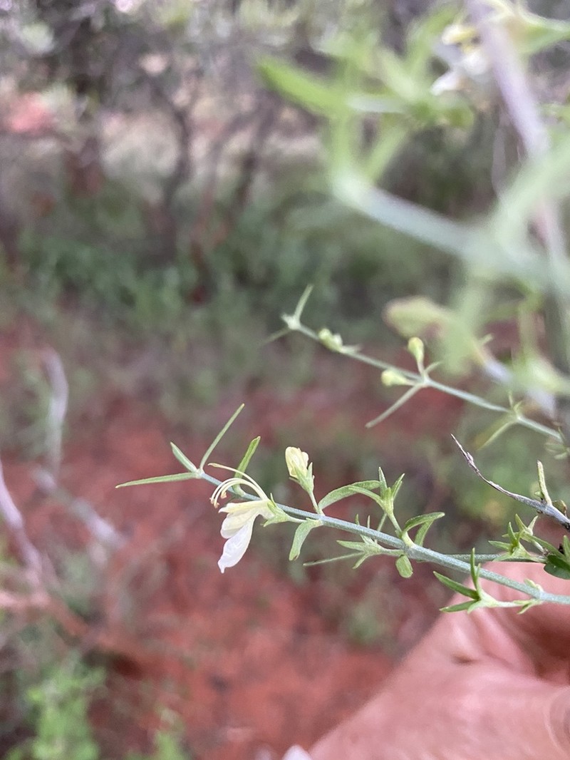 Teucrium teucriiflorum photo 8