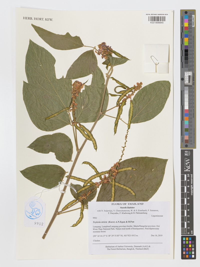 Teyleria stricta