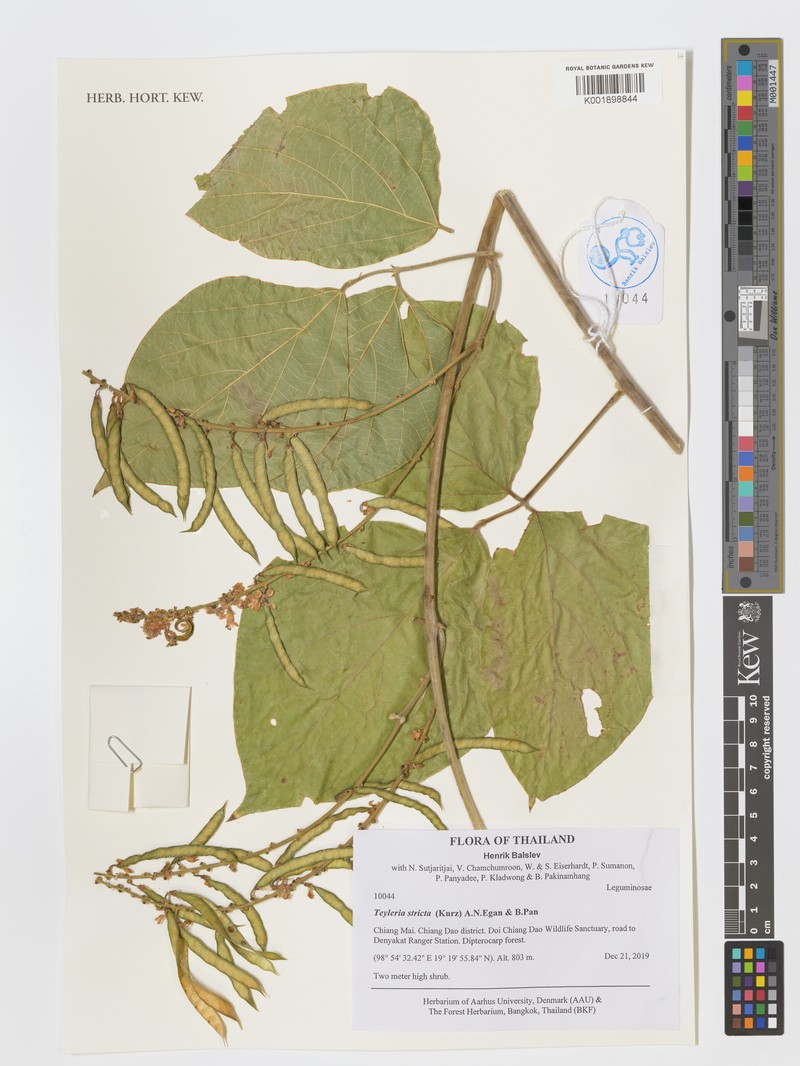 Teyleria stricta photo 2