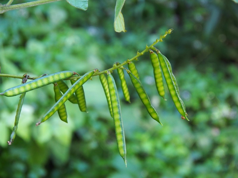 Teyleria stricta photo 3