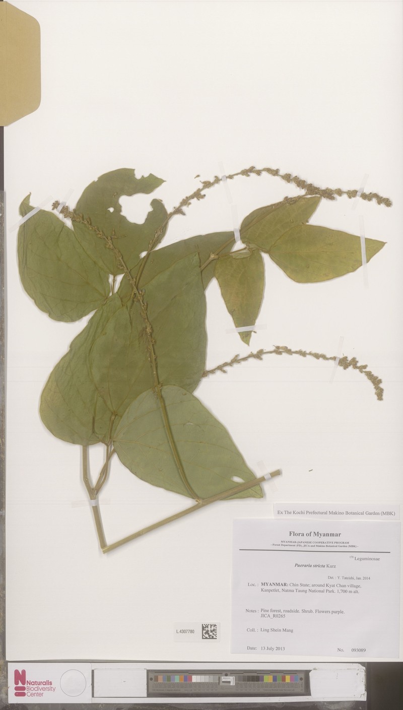 Teyleria stricta photo 4
