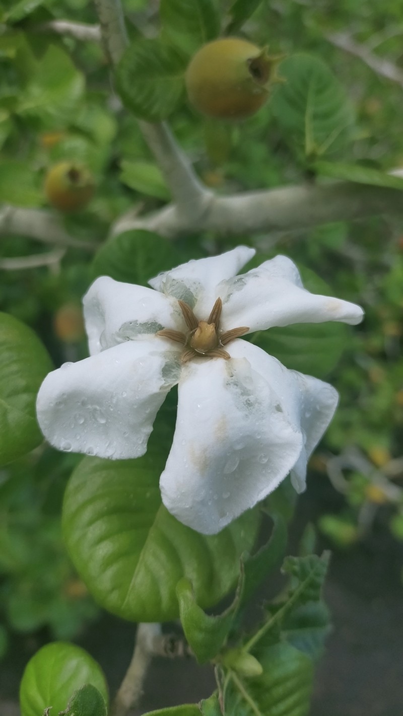 Thaigardenia collinsiae