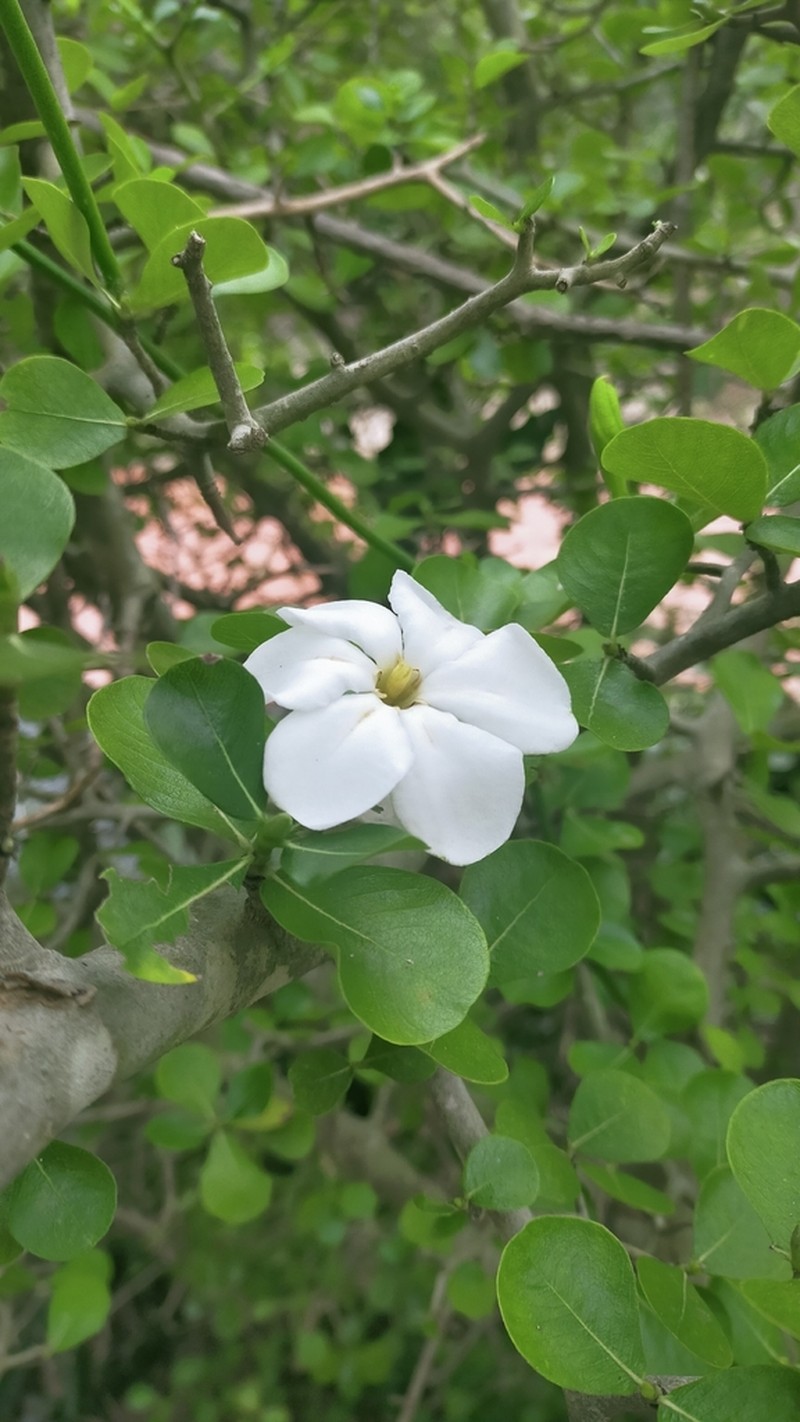 Thaigardenia collinsiae photo 2