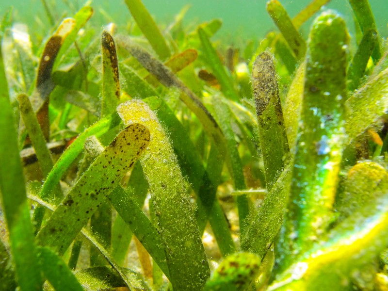 Thalassia photo 5