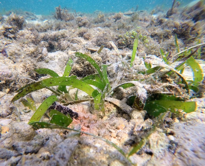 Thalassia photo 2