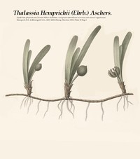 Thalassia