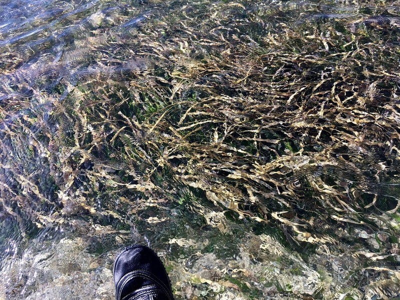 Turtlegrass photo 3