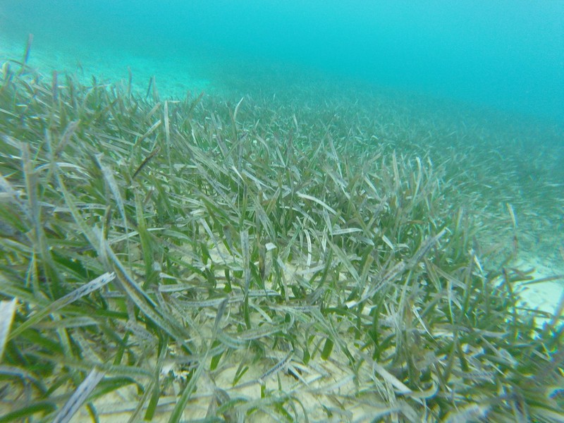 Turtlegrass photo 4