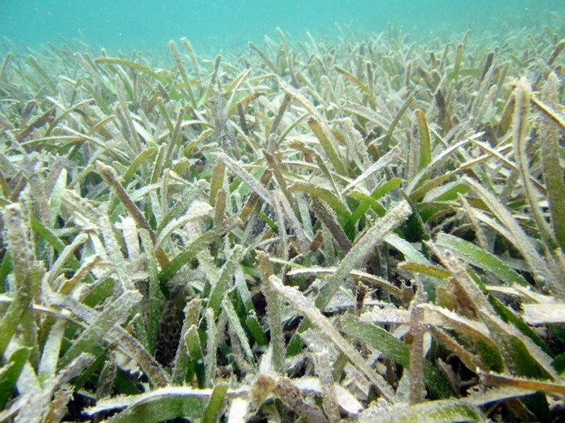 Turtlegrass photo 5