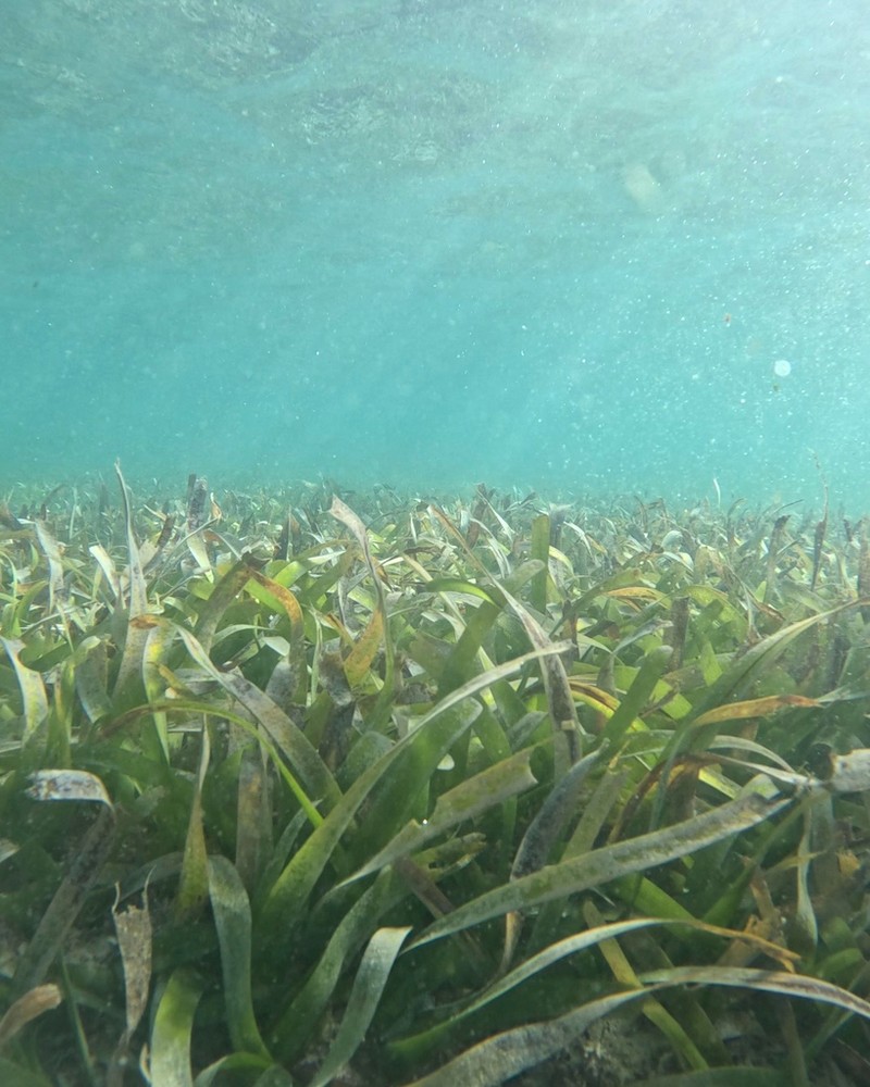 Turtlegrass photo 6