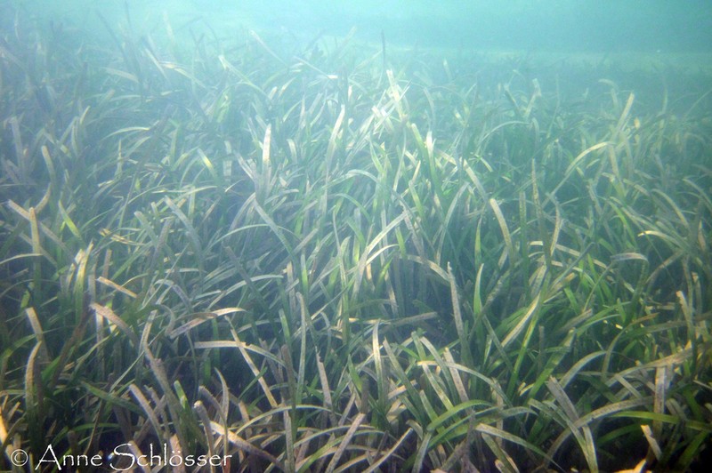Turtlegrass photo 7