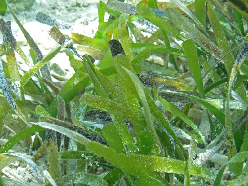 Turtlegrass photo 7