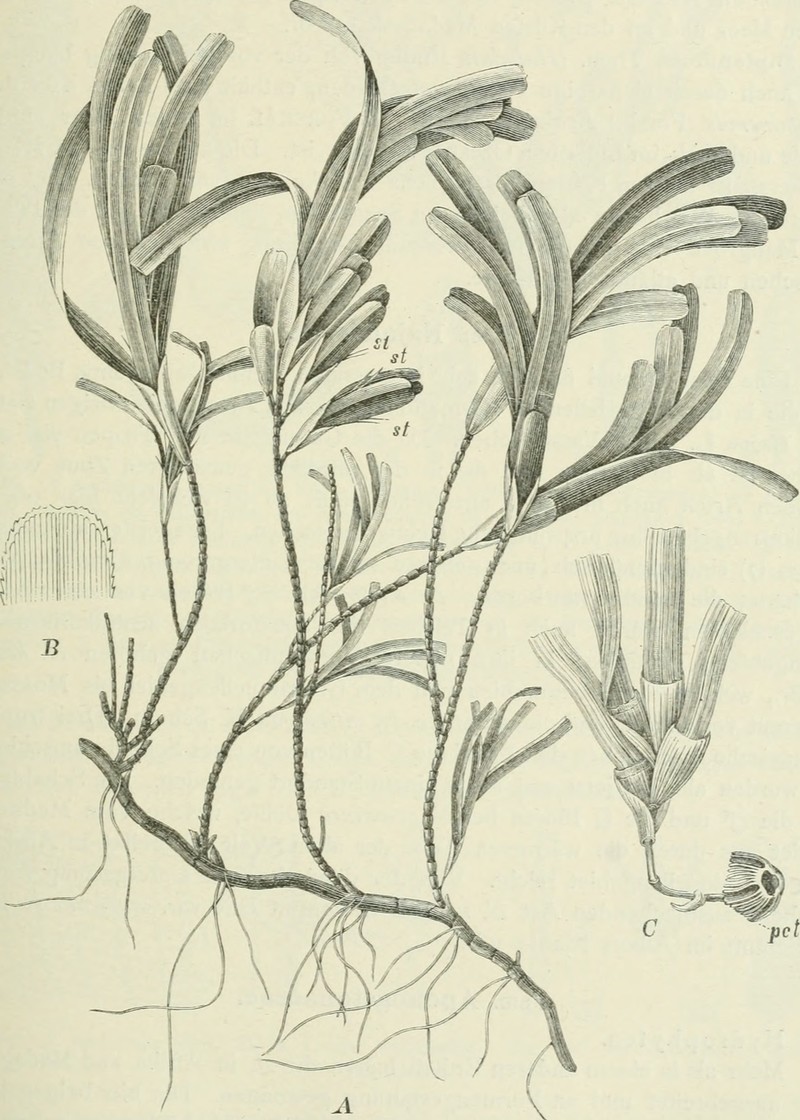 Thalassodendron ciliatum photo 2